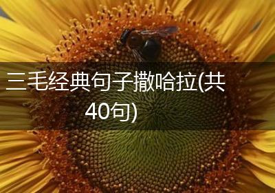 三毛经典句子撒哈拉(共40句)