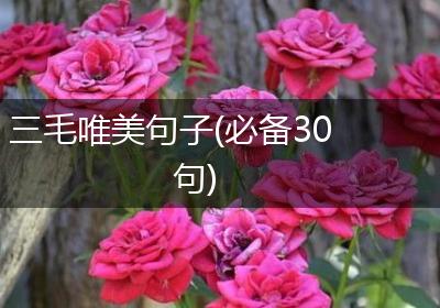三毛唯美句子(必备30句)