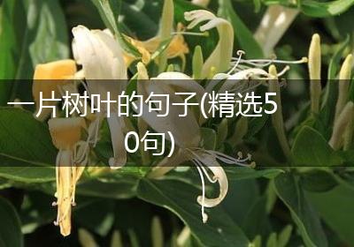 一片树叶的句子(精选50句)