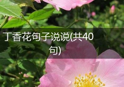 丁香花句子说说(共40句)