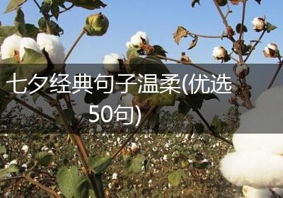 七夕经典句子温柔(优选50句)