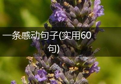 一条感动句子(实用60句)