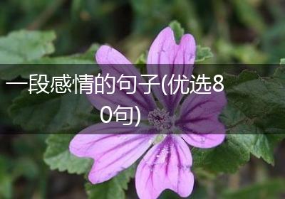 一段感情的句子(优选80句)