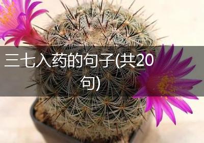 三七入药的句子(共20句)