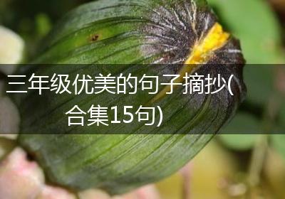 三年级优美的句子摘抄(合集15句)