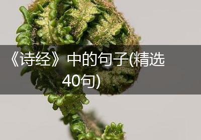 《诗经》中的句子(精选40句)