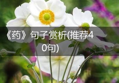 《药》句子赏析(推荐40句)