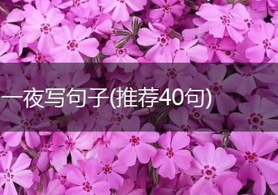 一夜写句子(推荐40句)