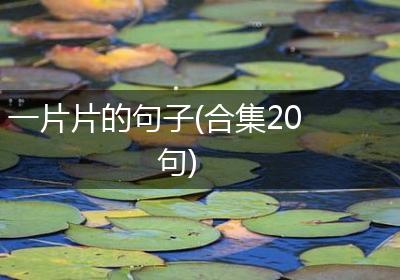 一片片的句子(合集20句)