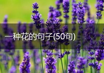 一种花的句子(50句)