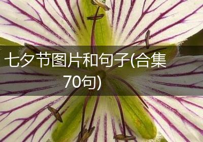 七夕节图片和句子(合集70句)