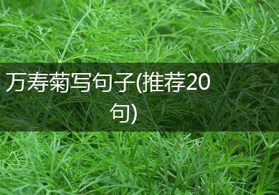 万寿菊写句子(推荐20句)