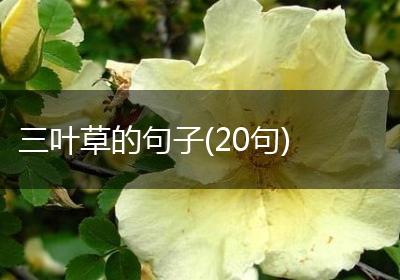 三叶草的句子(20句)