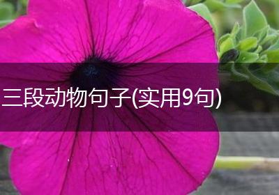 三段动物句子(实用9句)