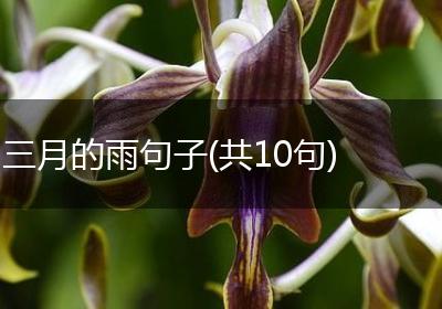 三月的雨句子(共10句)