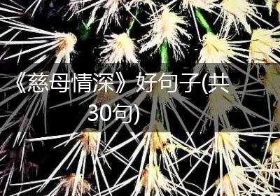 《慈母情深》好句子(共30句)