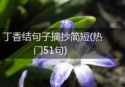 丁香结句子摘抄简短(热门51句)