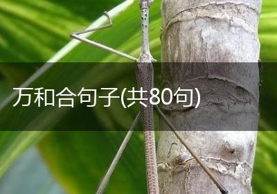 万和合句子(共80句)