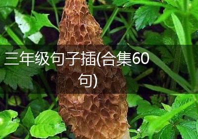 三年级句子插(合集60句)