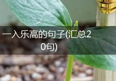 一入乐高的句子(汇总20句)