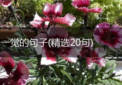 一觉的句子(精选20句)