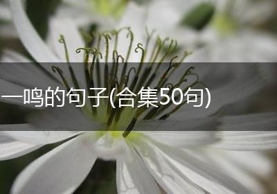 一鸣的句子(合集50句)