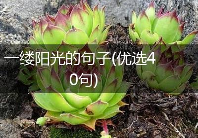 一缕阳光的句子(优选40句)