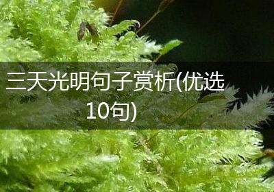 三天光明句子赏析(优选10句)