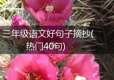 三年级语文好句子摘抄(热门40句)