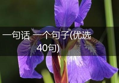 一句话 一个句子(优选40句)