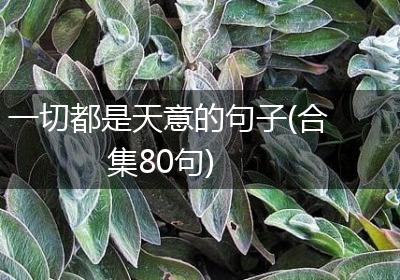 一切都是天意的句子(合集80句)