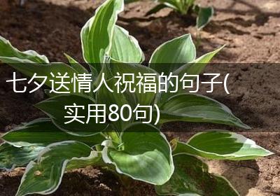 七夕送情人祝福的句子(实用80句)