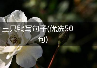 三只鸭写句子(优选50句)