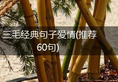 三毛经典句子爱情(推荐60句)