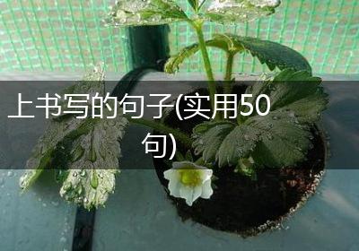 上书写的句子(实用50句)