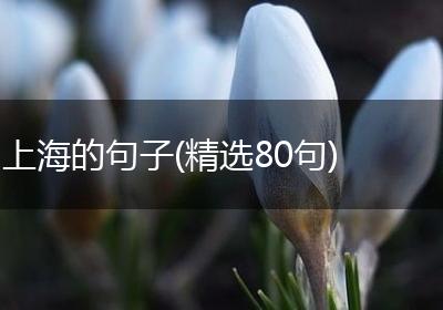 上海的句子(精选80句)