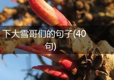 下大雪哥们的句子(40句)
