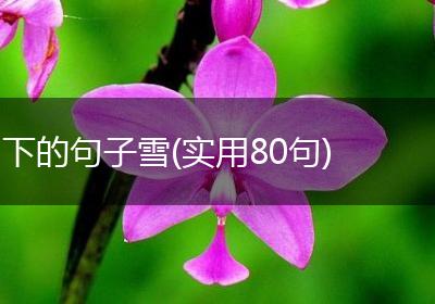 下的句子雪(实用80句)