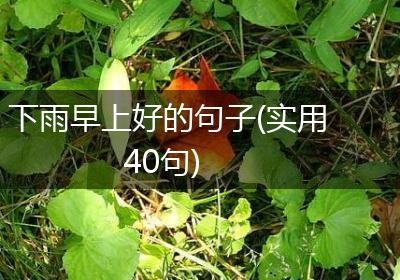 下雨早上好的句子(实用40句)