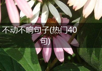 不动不响句子(热门40句)
