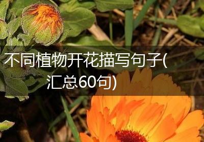 不同植物开花描写句子(汇总60句)