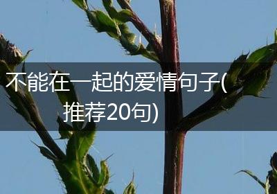 不能在一起的爱情句子(推荐20句)