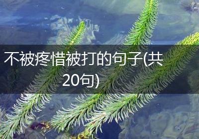 不被疼惜被打的句子(共20句)