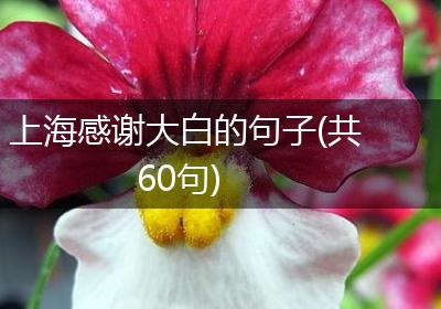上海感谢大白的句子(共60句)