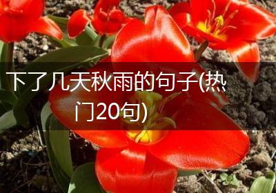 下了几天秋雨的句子(热门20句)