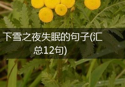 下雪之夜失眠的句子(汇总12句)