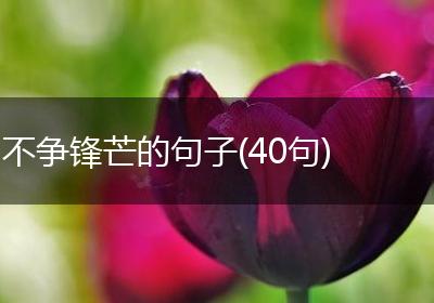 不争锋芒的句子(40句)