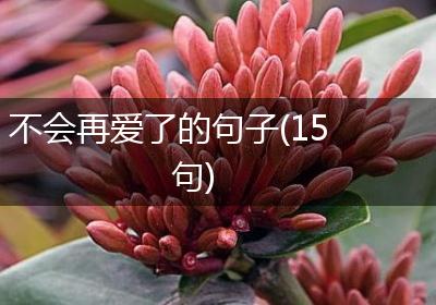 不会再爱了的句子(15句)