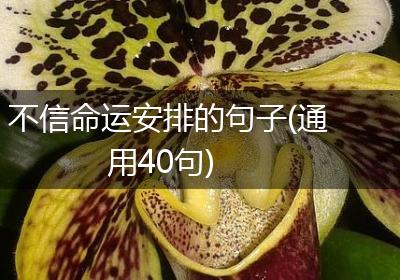 不信命运安排的句子(通用40句)