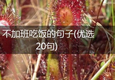 不加班吃饭的句子(优选20句)